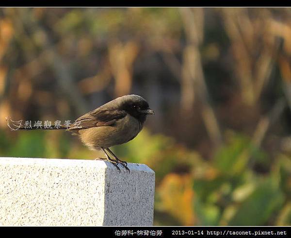 雀形目-棕背伯勞_10