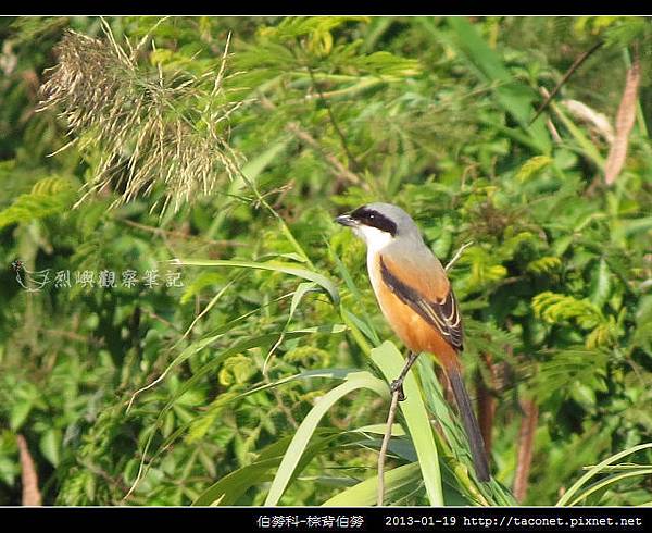 雀形目-棕背伯勞_12