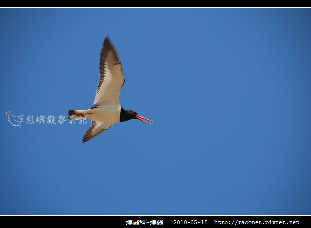 蠣鷸科-蠣鷸_11 蠣鷸科-蠣鷸_11