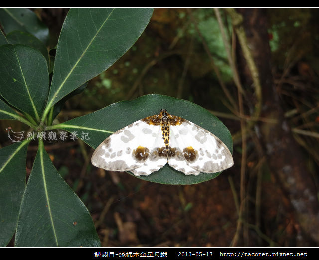 鱗翅目-絲棉木金星尺蛾 _07