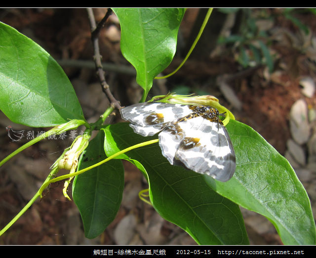 鱗翅目-絲棉木金星尺蛾 _06