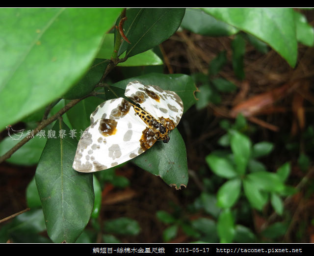 鱗翅目-絲棉木金星尺蛾 _09