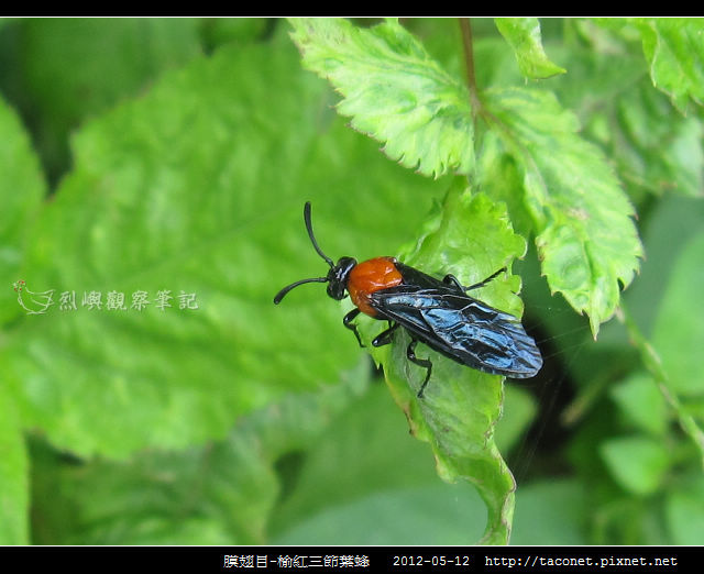 膜翅目-榆紅三節葉蜂_01 膜翅目-榆紅三節葉蜂_01