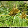 莎草科-多柱扁莎_08