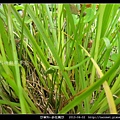 莎草科-多柱扁莎_09
