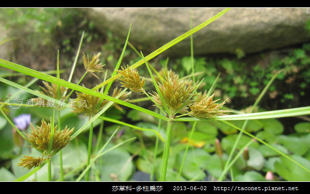 莎草科-多柱扁莎_10 莎草科-多柱扁莎_10