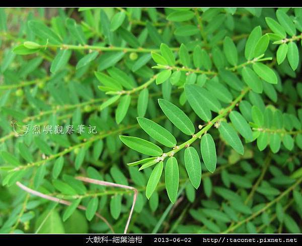 大戟科-細葉油柑_05