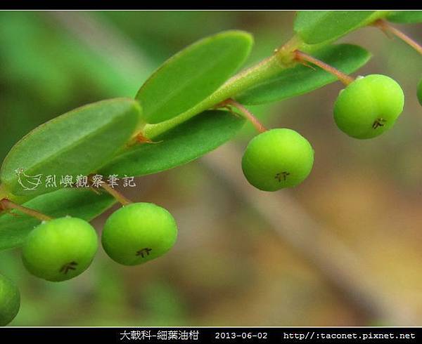 大戟科-細葉油柑_07