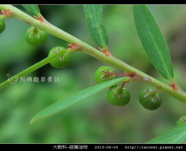 大戟科-細葉油柑_10 大戟科-細葉油柑_10