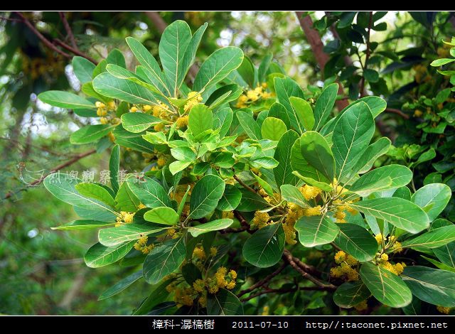 樟科-潺槁樹_03 樟科-潺槁樹_03