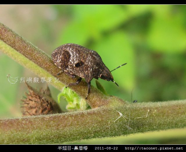 半翅目-鼻盾椿_03.jpg