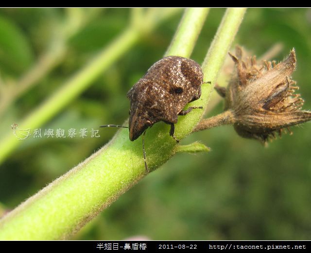 半翅目-鼻盾椿_04.jpg 半翅目-鼻盾椿_04.jpg