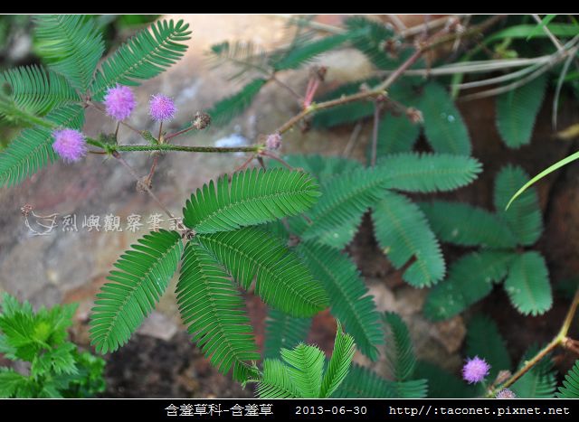 含羞草科-含羞草_01.jpg 含羞草科-含羞草_01.jpg