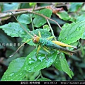 直翅目-斑角蔗蝗_01.jpg