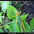 直翅目-斑角蔗蝗_03.jpg