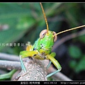 直翅目-斑角蔗蝗_04.jpg