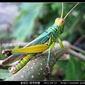 直翅目-斑角蔗蝗_07.jpg