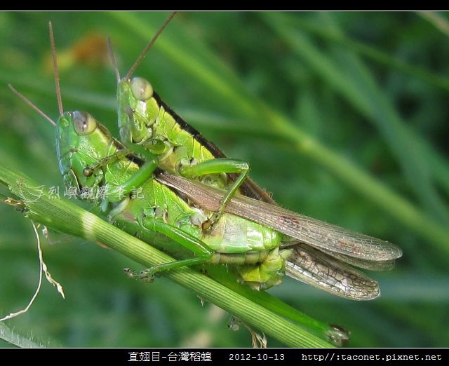 直翅目-台灣稻蝗_05.jpg