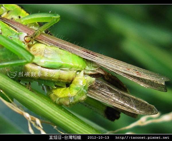 直翅目-台灣稻蝗_06.jpg