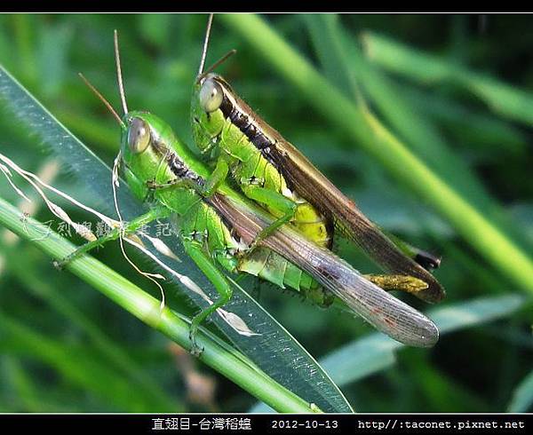 直翅目-台灣稻蝗_07.jpg