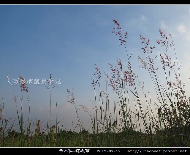 禾本科-紅毛草_04.jpg