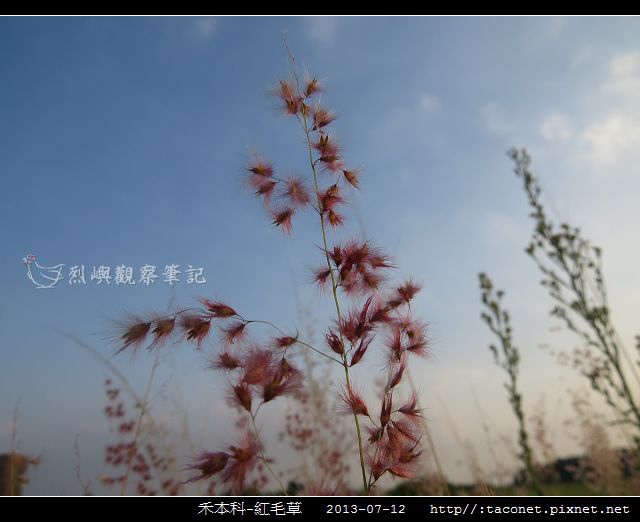 禾本科-紅毛草_06.jpg