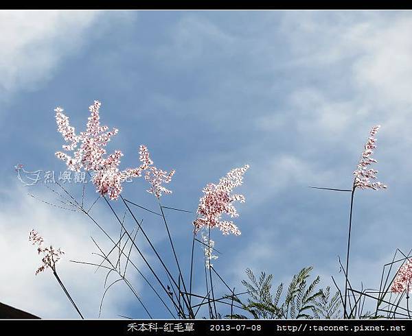 禾本科-紅毛草_10.jpg