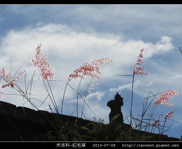 禾本科-紅毛草_11.jpg 禾本科-紅毛草_11.jpg