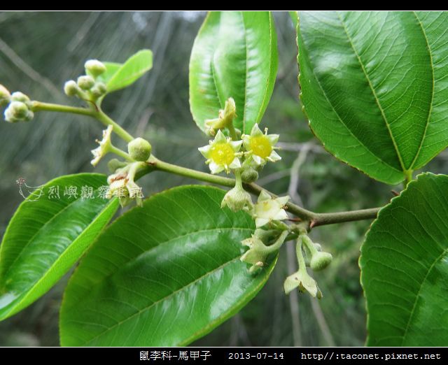 鼠李科-馬甲子_05.jpg 鼠李科-馬甲子_05.jpg