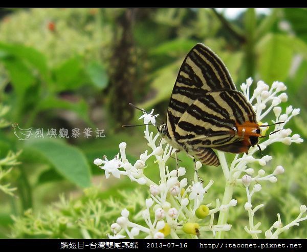 鱗翅目-台灣雙尾燕蝶_07.jpg 鱗翅目-台灣雙尾燕蝶_07.jpg