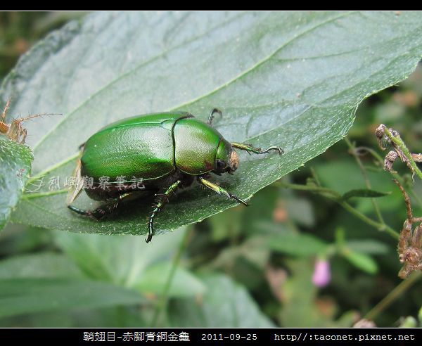 鞘翅目-赤腳青銅金龜_03.jpg