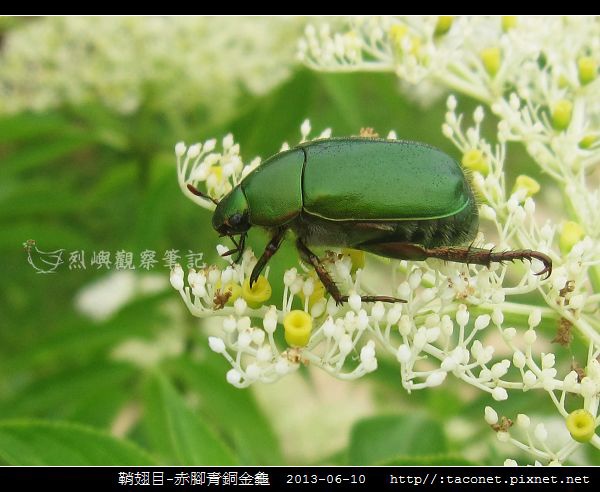 鞘翅目-赤腳青銅金龜_05.jpg