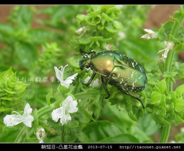 鞘翅目-凸星花金龜_09.jpg 鞘翅目-凸星花金龜_09.jpg