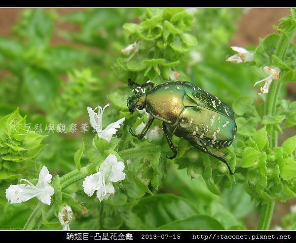 鞘翅目-凸星花金龜_09.jpg