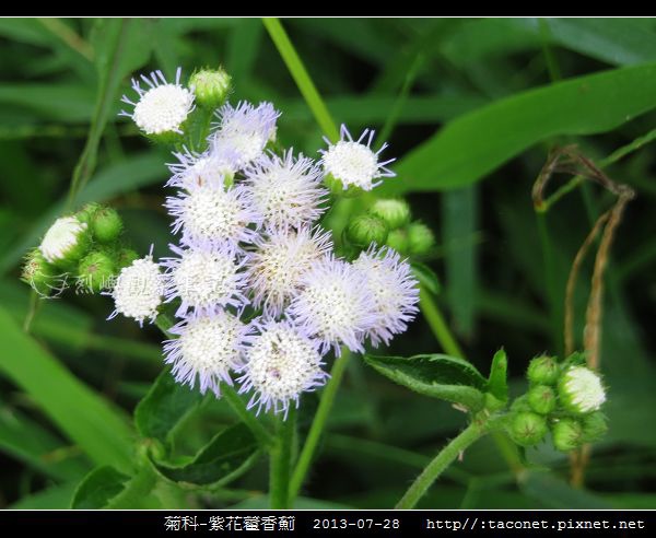 紫花藿香薊 與 貓腥草 的比較 烈嶼觀察筆記 痞客邦