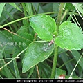 菊科-紫花藿香薊_02.jpg