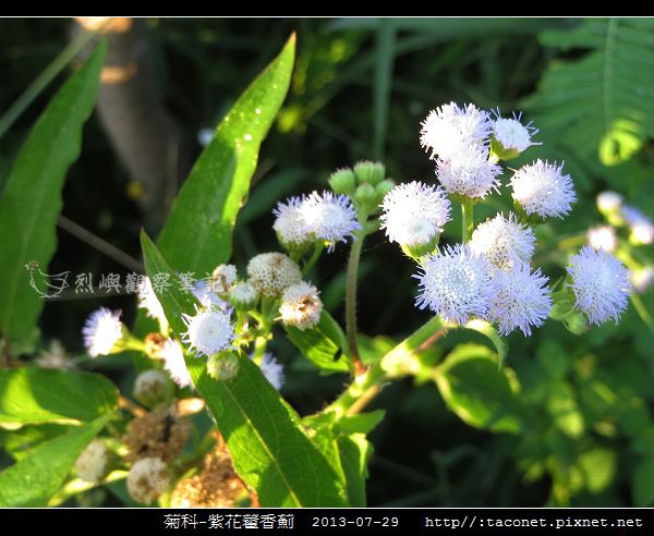 菊科-紫花藿香薊_09.jpg