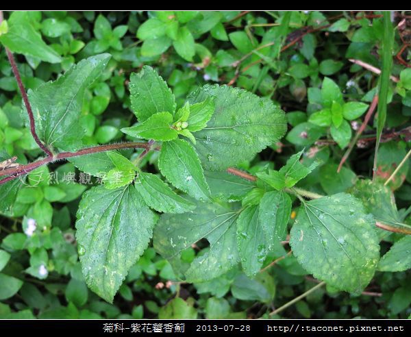 菊科-紫花藿香薊_08.jpg