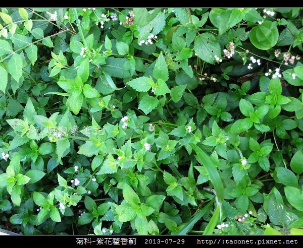 菊科-紫花藿香薊_11.jpg