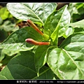 紫茉莉科-紫茉莉_07.jpg