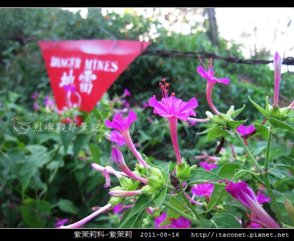 紫茉莉科-紫茉莉_08.jpg 紫茉莉科-紫茉莉_08.jpg