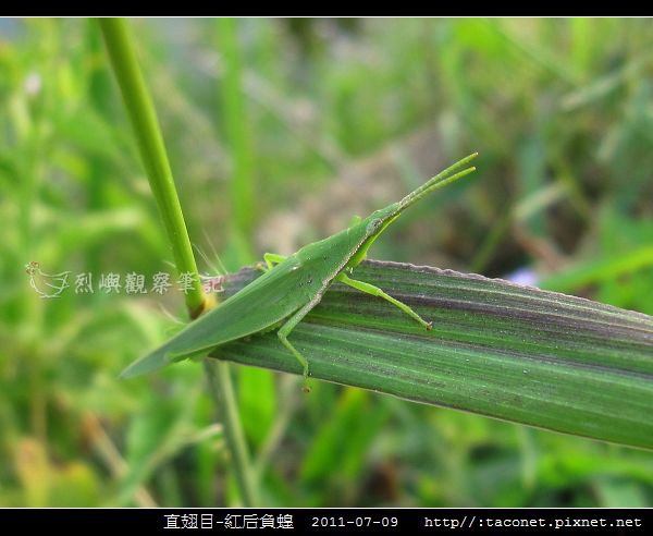 直翅目-紅后負蝗_01.jpg