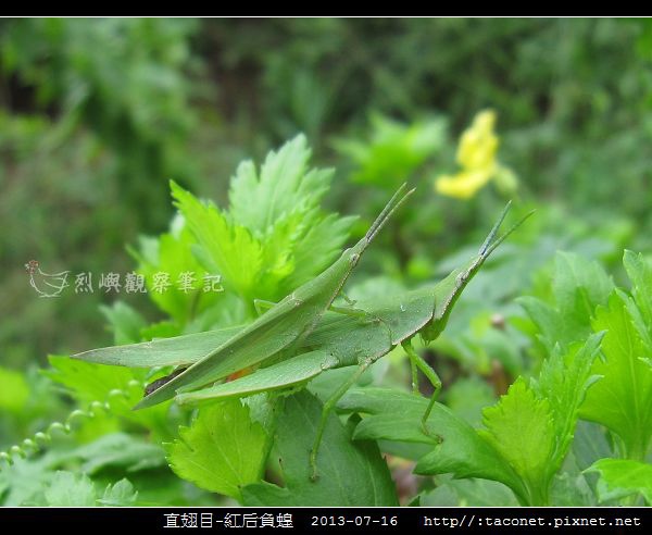 直翅目-紅后負蝗_11.jpg 直翅目-紅后負蝗_11.jpg