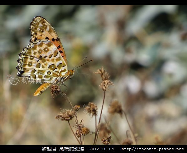 鱗翅目-黑端豹斑蝶-09.jpg 鱗翅目-黑端豹斑蝶-09.jpg