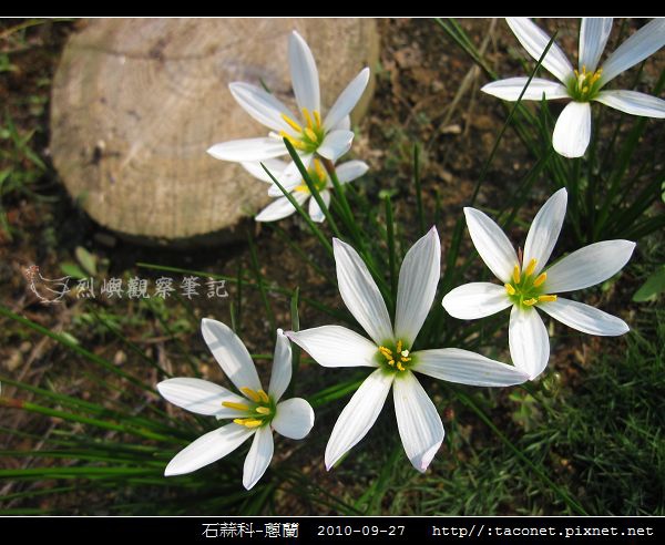 石蒜科-蔥蘭_09.jpg 石蒜科-蔥蘭_09.jpg