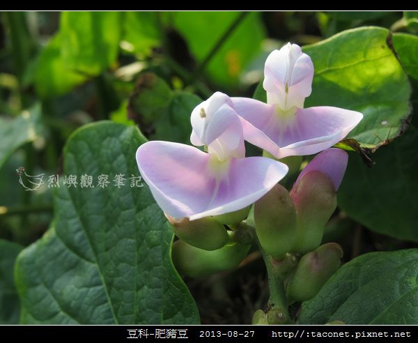 豆科-肥豬豆_02.jpg 豆科-肥豬豆_02.jpg