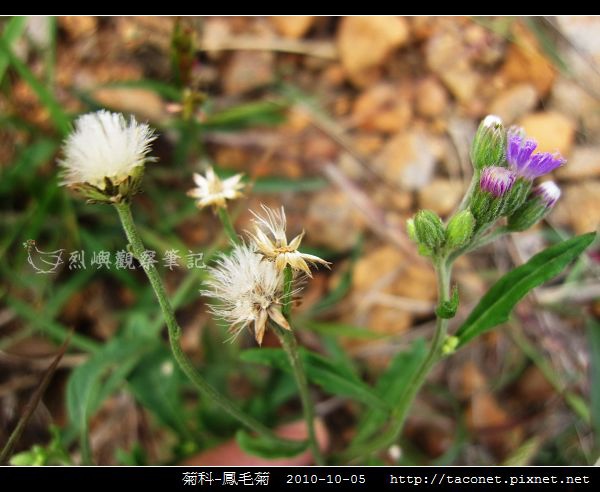 菊科-鳳毛菊_01.jpg