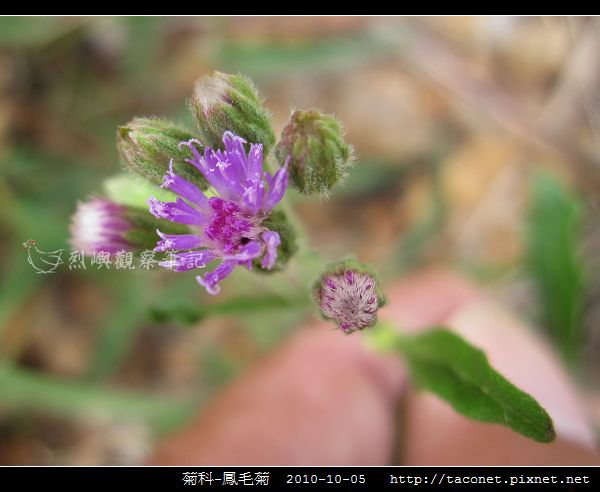 菊科-鳳毛菊_02.jpg