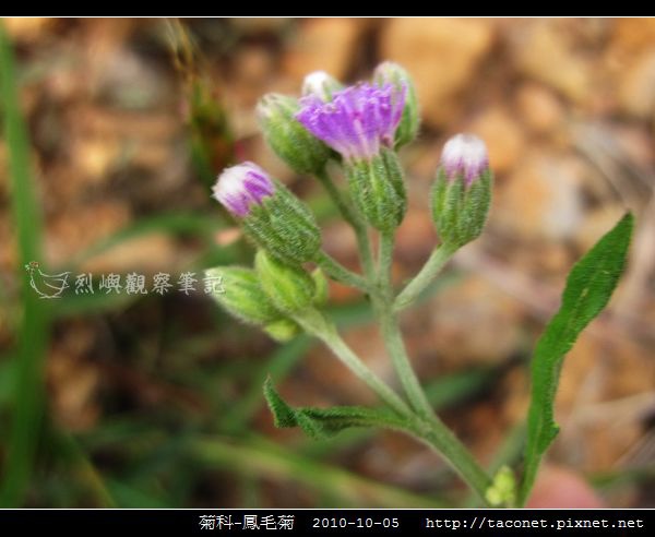 菊科-鳳毛菊_04.jpg