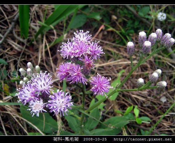 菊科-鳳毛菊_06.jpg